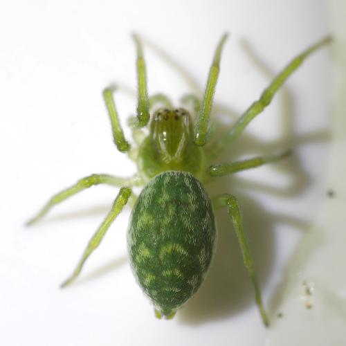 Nigma walckenaeri